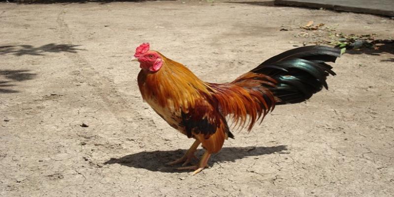 cung cap thuc an dac biẹt bi quyet nuoi ga tre